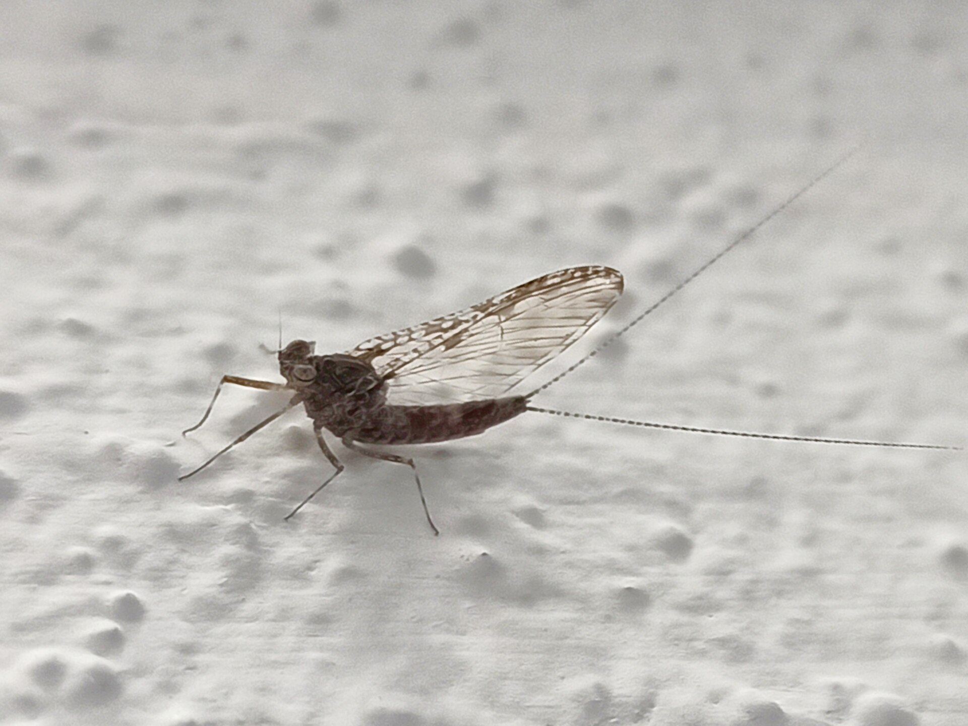 蜉蝣成虫(Baetidae)