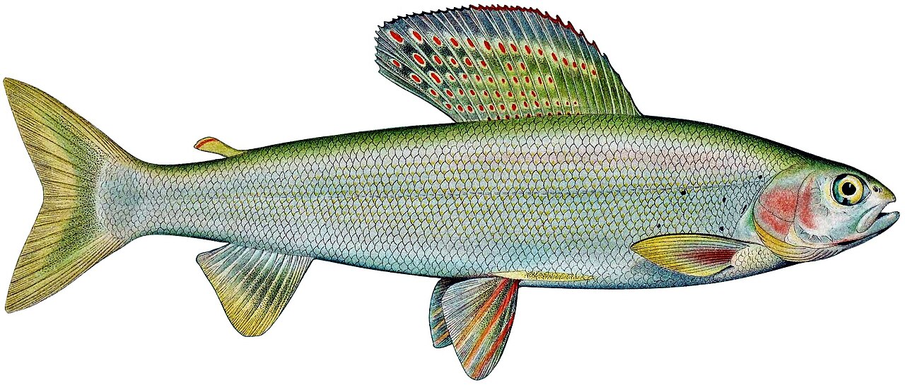 北极茴鱼（Thymallus arcticus arcticus）的经典图版