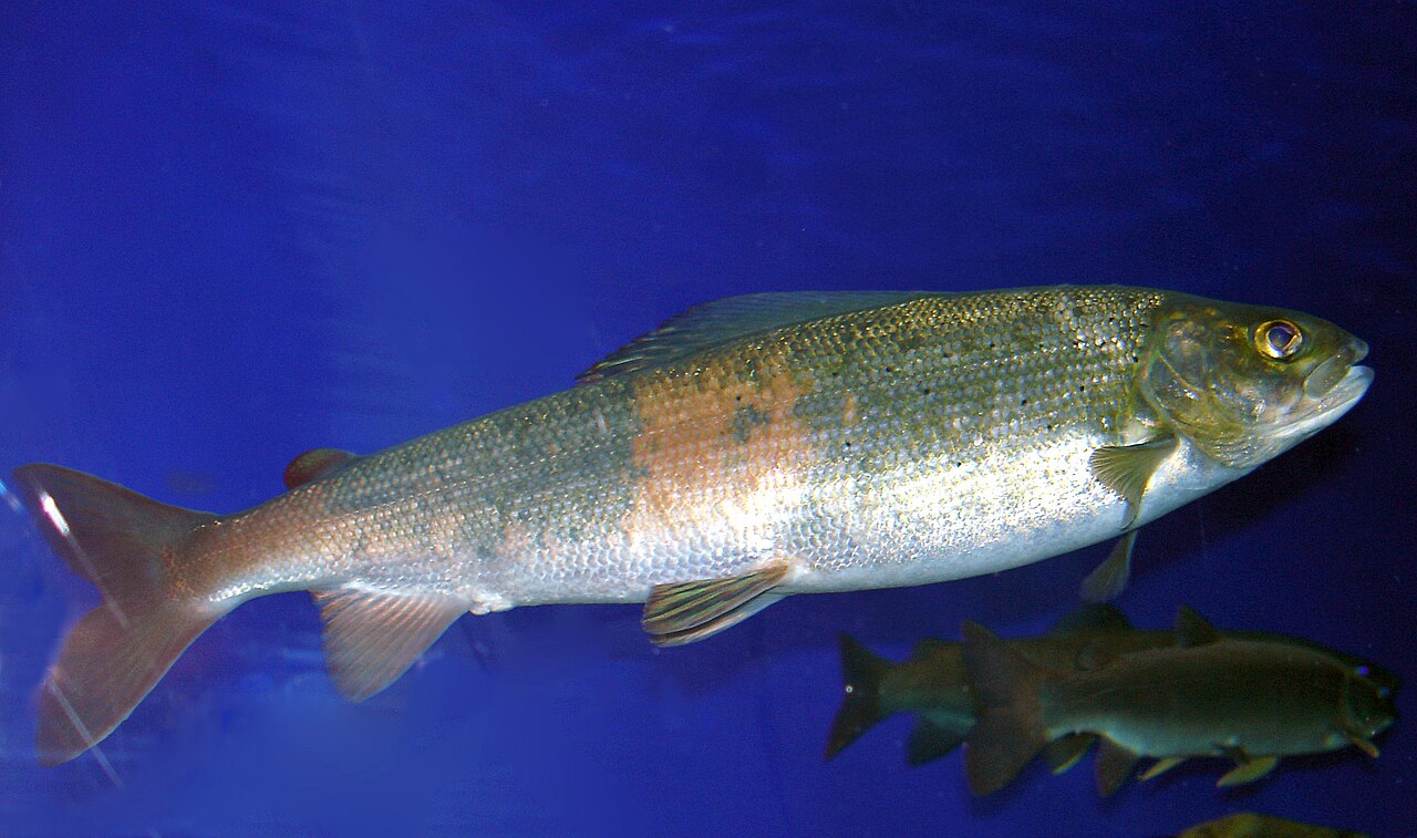 利斯特维扬卡贝加尔博物馆水族箱里的贝加尔茴鱼