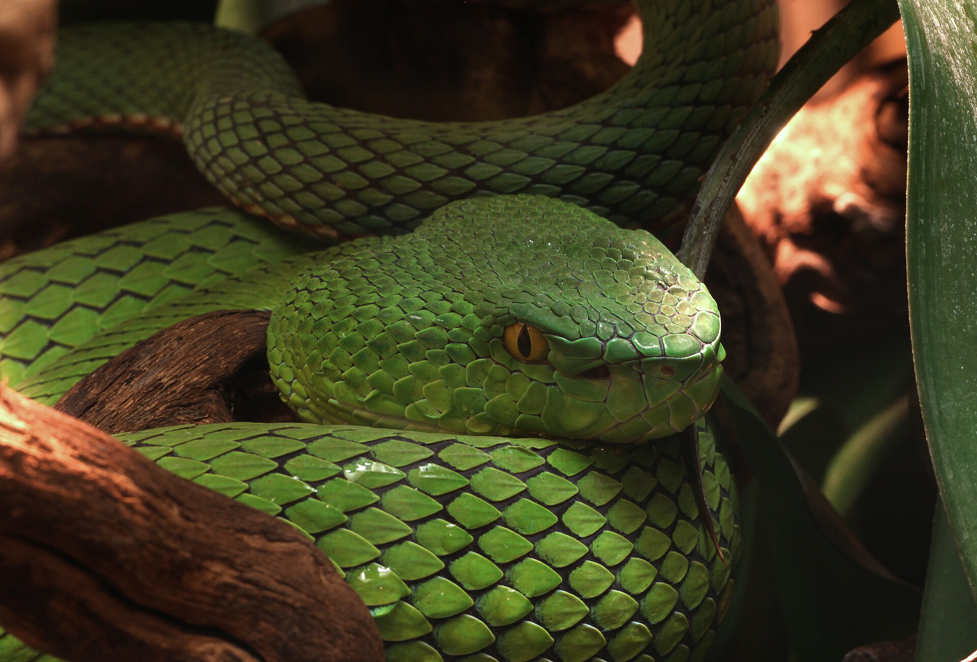 竹叶青(Trimeresurus stejnegeri)