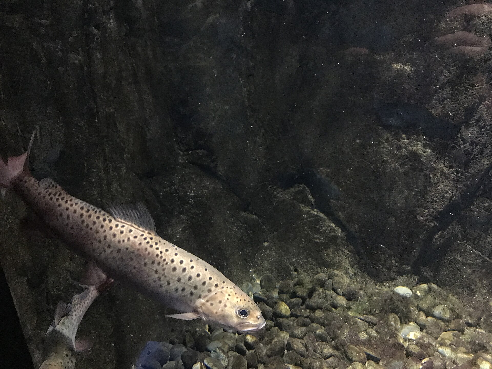 细鳞鲑(Brachymystax lenok)水族馆展示个体