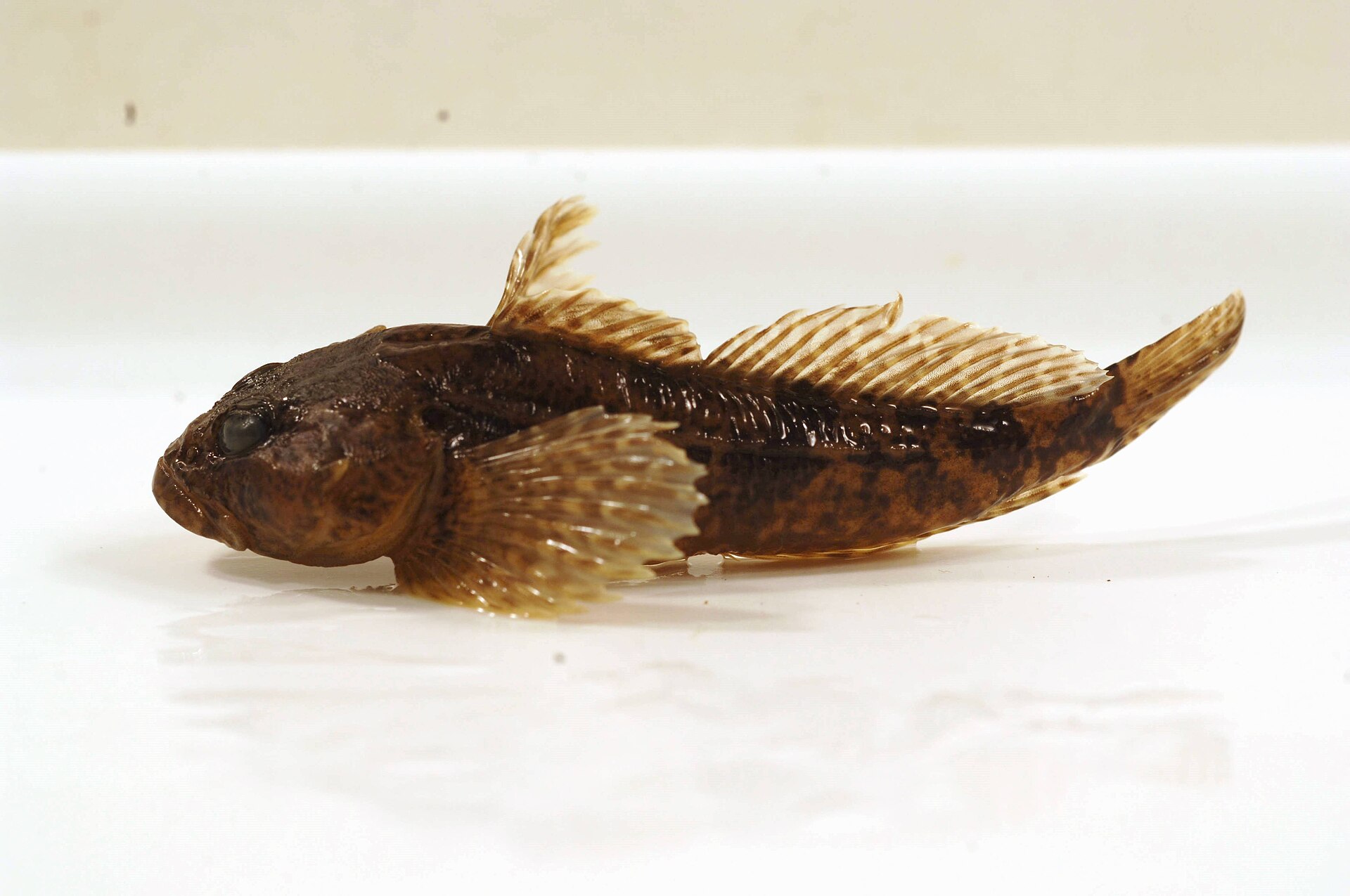 花杜父鱼侧视照(Cottus bairdii)