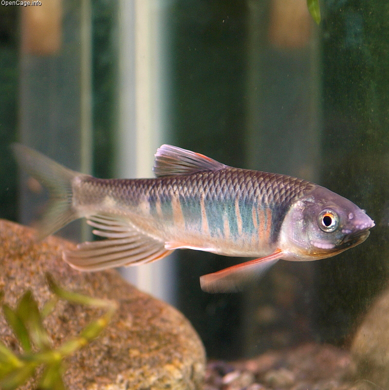 宽鳍鱲（Zacco platypus）